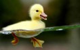 /album/resim-galerisi/duckling-hd-wallpaper-jpg/